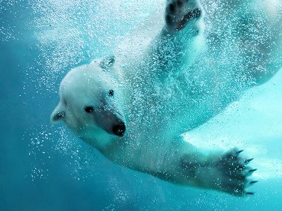 北极熊水下攻击