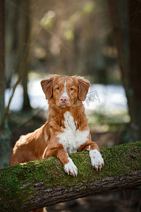 狗新斯科舍省鸭寻回犬走在春天森林