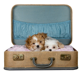 在复古手提箱里的两个小小狗
