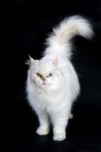 在白色背景上的波斯语猫