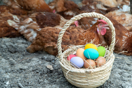 鸡群旁边地上篮子里的彩蛋