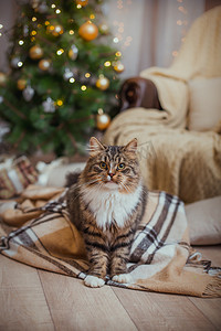 花猫啤酒摄影照片_狸花猫戏剧、 爪子、 假日