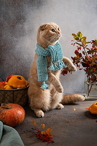 Cute cat with knitted scarf sitting on his legs among autumn leaves and pumpkins on grey background. Autumn card. Cozy autumn concept.