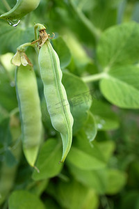 crop摄影照片_豌豆上绿色