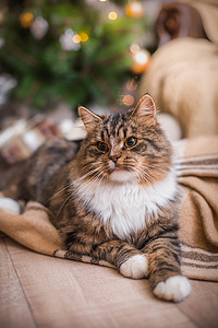 狸花猫戏剧、 爪子、 假日