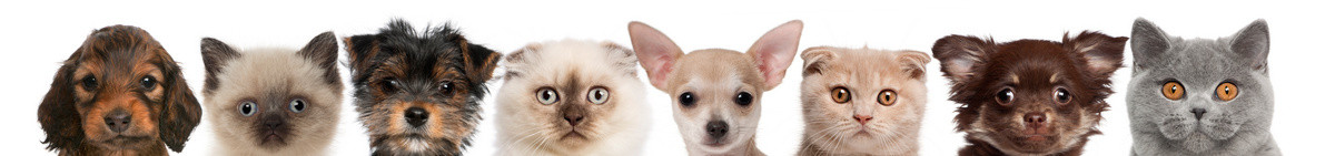 狗头摄影照片_集团的猫和狗头上白色隔离的剪裁视图