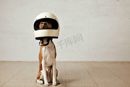 安全摩托车摄影照片_狗狗穿起了巨大的白色摩托车安全帽