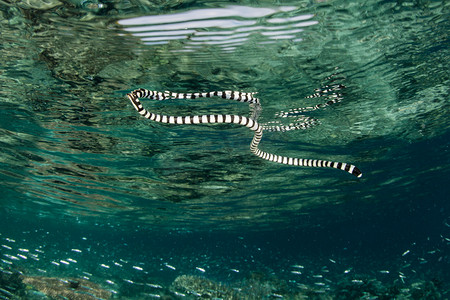 拉贾安帕的带状的海蛇。
