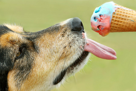 狗舔舌头摄影照片_狗舔冰淇淋蛋筒