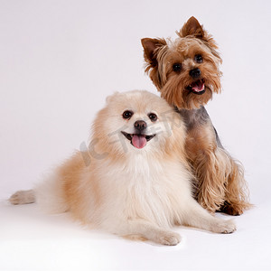 在白色背景上的两个小狗。约克夏犬和口水