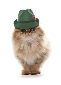 巴伐利亚啤酒节戴帽子的波斯猫
