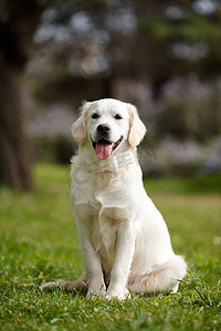 White Labrador in the summer park