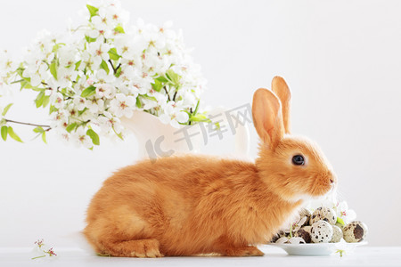 白色兔子摄影照片_红色的大兔子与复活节鸡蛋在白色背景上