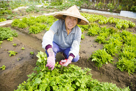 老人摄影照片_快乐的女性高级农民在蔬菜农场工作