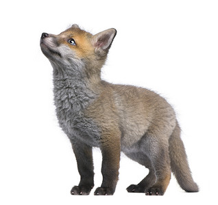 红狐狸幼崽抬头 (6 周龄)-Vulpes vulpes