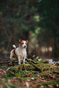 狗繁殖走在森林里的杰克罗素梗犬