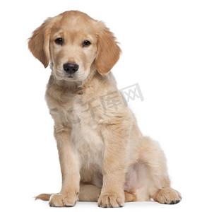 黄金猎犬的小狗，2 个月大，坐在前面的白色背景