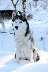 哈士奇狗 （雪橇狗） 和蓝色的眼睛，在雪中.