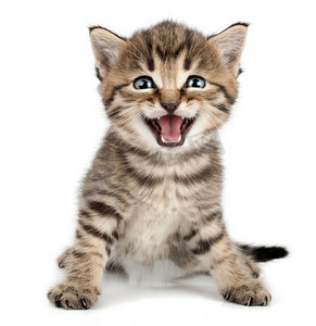 美丽可爱的小猫喵喵和微笑