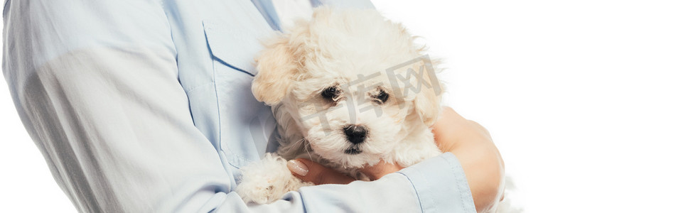 panoramic shot of woman holding Havanese puppy isolated on white