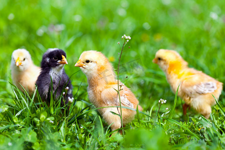 动物家禽一组摄影照片_小鸡在草丛中的组