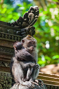 猴子在森林公园在巴厘岛-巴厘岛