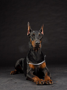 黑色的杜宾犬肖像。工作室拍摄的母狗.