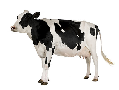 养背景摄影照片_荷斯坦奶牛，5 岁，站在白色背景