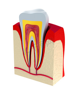牙的一节。纸浆与神经和血管.