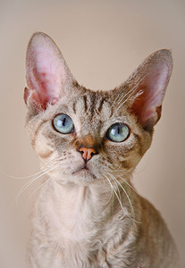 灰色背景商务摄影照片_灰色背景的德文雷克斯猫