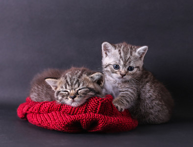 商务背景红色摄影照片_灰猫睡在针织的围巾颜色红色与一只猫坐 b