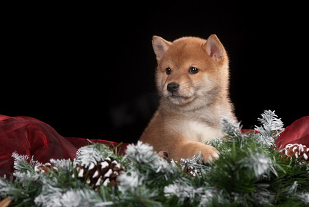 黄色小狗狗摄影照片_在工作室里的小狗柴犬