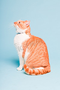 孤立在浅蓝色背景上的白色和红色国内猫室画像