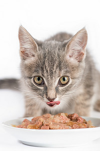 喂养小猫摄影照片_小猫吃猫食。在白色背景上孤立