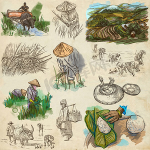 杂志摄影照片_水稻作物。农业。手绘插图.