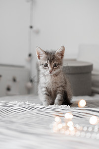 可爱的灰色小猫玩圣诞玩具在散景背景