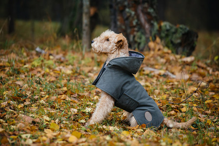 狗在雨衣的秋天的树林
