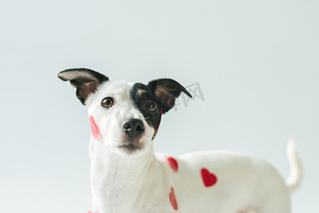 有趣的杰克罗素梗犬在红心, 白色