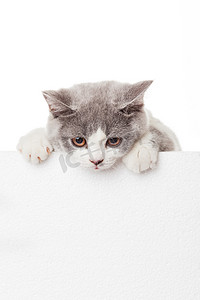 贪吃的小猫咪摄影照片_可爱的小猫，空白的广告牌。可爱的英国短毛猫基特