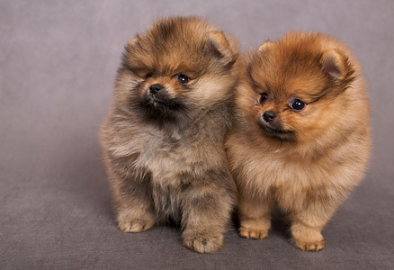 黄色小狗狗摄影照片_斯皮茨狗的两只小狗