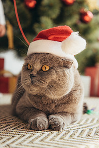 冬天猫摄影照片_可爱的灰色苏格兰折叠猫在圣诞老人的帽子躺在圣诞树下