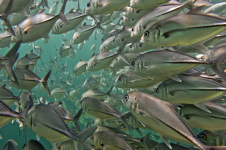 捕鱼大海摄影照片_里面一巨型行车的分析金枪鱼鱼学校关门在深蓝色的大海