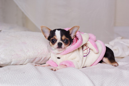 穿着浴袍摄影照片_吉娃娃狗穿着浴袍躺在床上