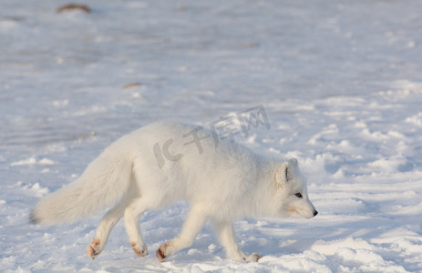 雪地里的北极狐