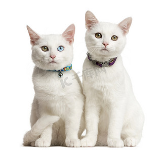 两只白色小猫选址在前面的一个白色的背景
