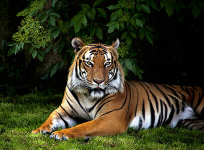 老虎的爪子摄影照片_苏门答腊虎