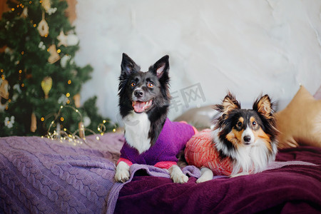 新年和圣诞狗。边境小马狗和设得兰牧羊犬在家.