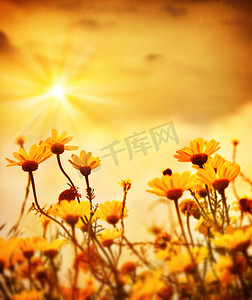 tiny摄影照片_květiny nad teplé slunce在温暖的夕阳花