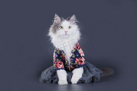 忠实的摄影照片_猫设计师提出了他所收藏的衣服