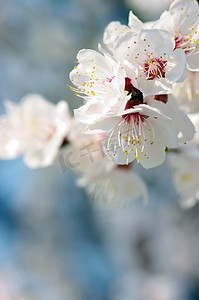 春背景摄影照片_春杏花在粉红色的背景